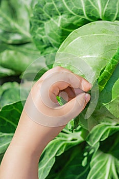 White cabbage in hands of child