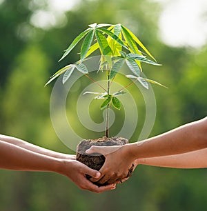 close up hand  children helping planting tree in nature for save earth. environment eco concept