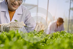 Close-up hand of farmer conducts research about lettuce for good agricultural quality inspection