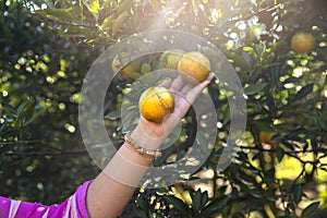 Close up hand of farmer holding orange fruit on field. Female farm owner working and harvesting orange fruit in the garden green