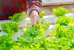 Close up hand farmer woman holding lettuce in hydroponic greenhouse