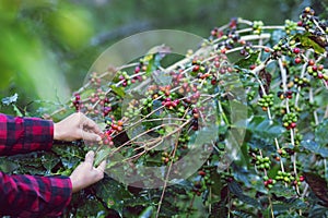 Close Up hand of farmers picking branch of arabicas Coffee Tree on Coffee tree.Coffee bean Single origin words class specialty