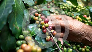 Close up hand of farmers picking ripe arabica coffee berries in coffee farm at Khun-wang village in Thailand.