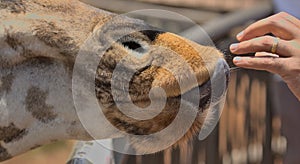 close-up of hand feeding a rothschild giraffe at the giraffe centre, nairobi, kenya