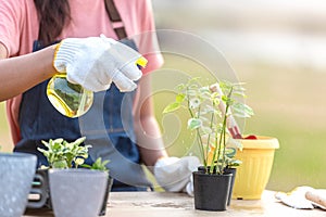 Close up hand gardener woman help afforest and water the plant with sapling tree outdoors