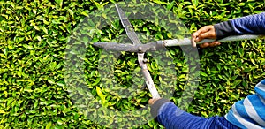 Close up hand of gardener or worker in blue long sleeve shirt uniform cutting and decorating branch of tree by using  scissors