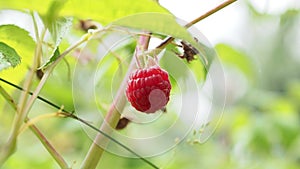 Close up of hand gathering raspberries on a bush. Raspberry harvest.