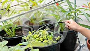 Close up hand of girl watering the plant in pot with watering hose, helping parents to grow vegetables, Selective focus, Education