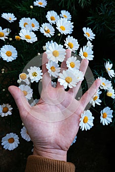 Close up hand holding a camomile flowers on spring day.