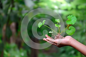 Close-up hand holding centella asiatica or gotu kola plant with soil on forest green blurred background for concept of medical and