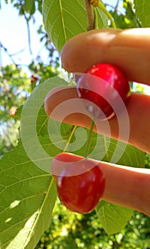 Close up of hand holding cherries