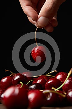 Close-up of a hand holding up a cherry sweet red cherries with stalks and leaves from a pile. Black background. Food and fruit