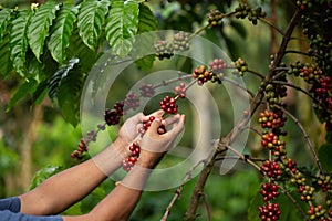 Close-Up Of Hand Holding Coffee Beans Growing On Coffee Tree