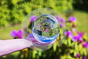 Close-up of hand holding crystal ball reflecting reversed image of blooming rhododendron bush