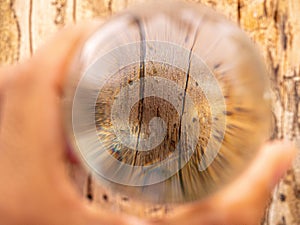 Close-up of Hand holding Crystal glass ball sphere revealing the inner bark of tree background. Soft focus