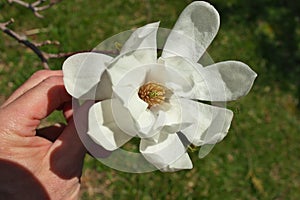 Close up of Hand holding Magnolia X Loebneri Encore Flower Blossom