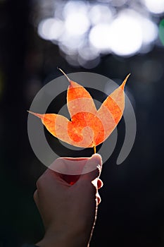 Close up of hand holding orange maple leaf.