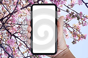 Close-up hand holding phone vertical, Using smart phone towards sakura flower and sky background- copy space