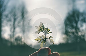 close-up of hand holding plant against sky