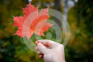 Close up of a hand holding red maple leaf