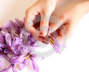 Close-up of hand holding saffron crocus. The crimson stigmas called threads are collected to be as a spice. It is among