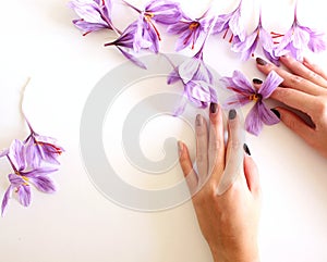 Close-up of hand holding saffron crocus. The crimson stigmas called threads are collected to be as a spice. It is