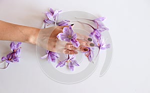 Close-up of hand holding saffron crocus. The crimson stigmas called threads are collected to be as a spice. It is