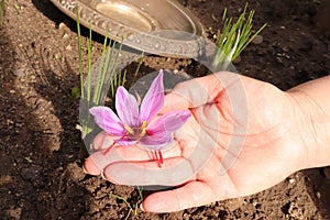 Close-up of hand holding saffron crocus. The crimson stigmas called threads are collected to be as a spice. It is among the world