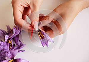 Close-up of hand holding saffron crocus. The crimson stigmas called threads are collected to be as a spice. It is among the world`