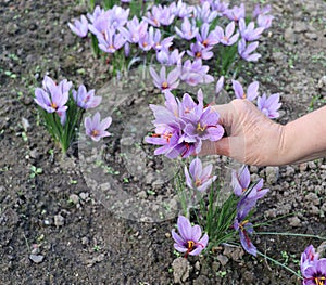 Close-up of hand holding saffron crocus. The crimson stigmas called threads are collected to be as a spice. It is among the world