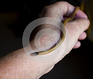 Close up Hand Holding Tiny Blackhead Snake Reptile in Arizona