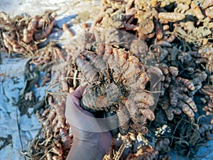 Close up hand holding turmeric roots pieces. Selective focus fresh curcuma rhizomes.