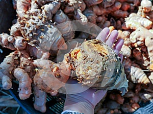 Close up hand holding turmeric roots pieces. Selective focus fresh curcuma rhizomes.