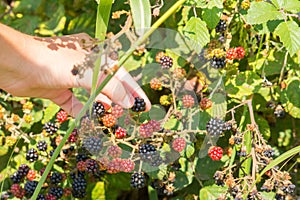 Close Up of an Hand Making a Blackberries Collection in Itay in
