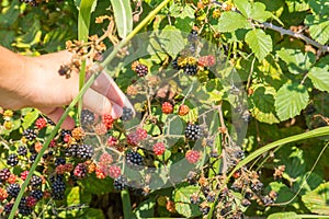 Close Up of an Hand Making a Blackberries Collection in Itay in