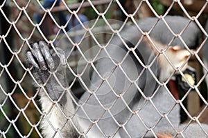 hand monkey in a cage