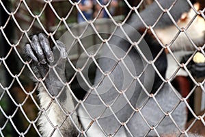 hand monkey in a cage