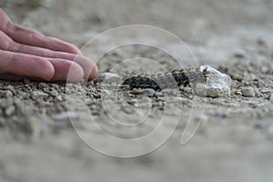 Close up of hand of a person and fuzzy black caterpillar against rocky ground