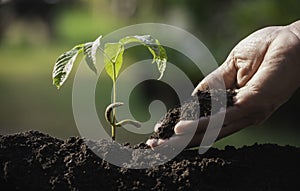 Close up hand of person holding abundance soil to young plant for agriculture or planting peach