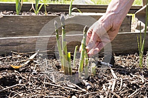 Close up of hand picking asparagus shoots in a raised bed