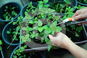 Close up hand picking mint leaf in small garden