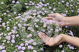 Close up of a hand picking purple flowers in full bloom