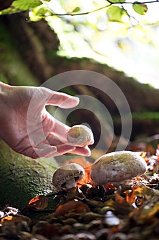 Close Up Of Hand Picking Wild Mushrooms In Woodland