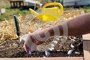 Close up of hand planting garlic bulbs