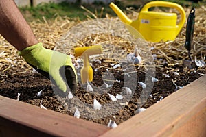 Close up of hand planting garlic bulbs in garden