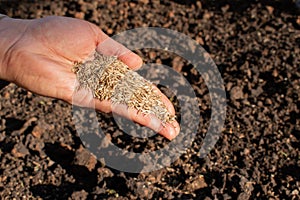 Close-up of hand planting seeds