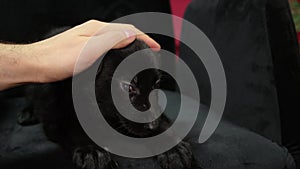 Close-up of a hand stroking and scratching a German Shepherd puppy lying on a armchair, against the backdrop of a Christmas tree