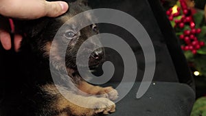 Close-up of a hand stroking and scratching a German Shepherd puppy lying on a armchair, against the backdrop of a Christmas tree