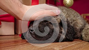 Close-up of a hand stroking and scratching a Leonberger puppy lying on the floor and sleeping