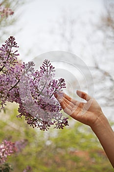 Close up of hand touching flower blossom, outside in the park in springtime